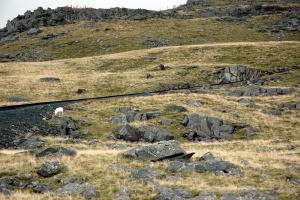 Snowdon