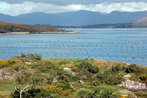 Ring of Beara